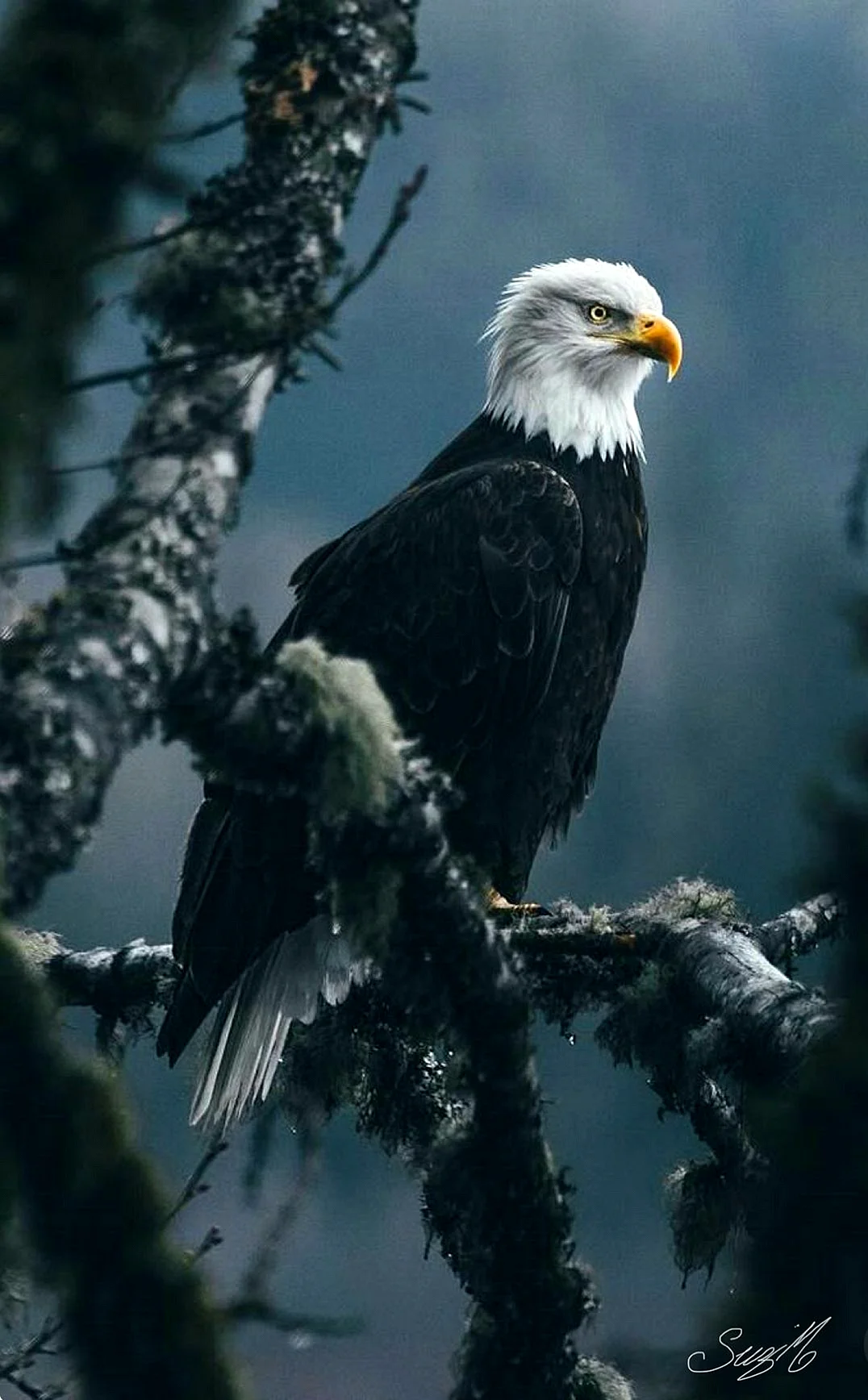 Eagle Wallpaper For iPhone
