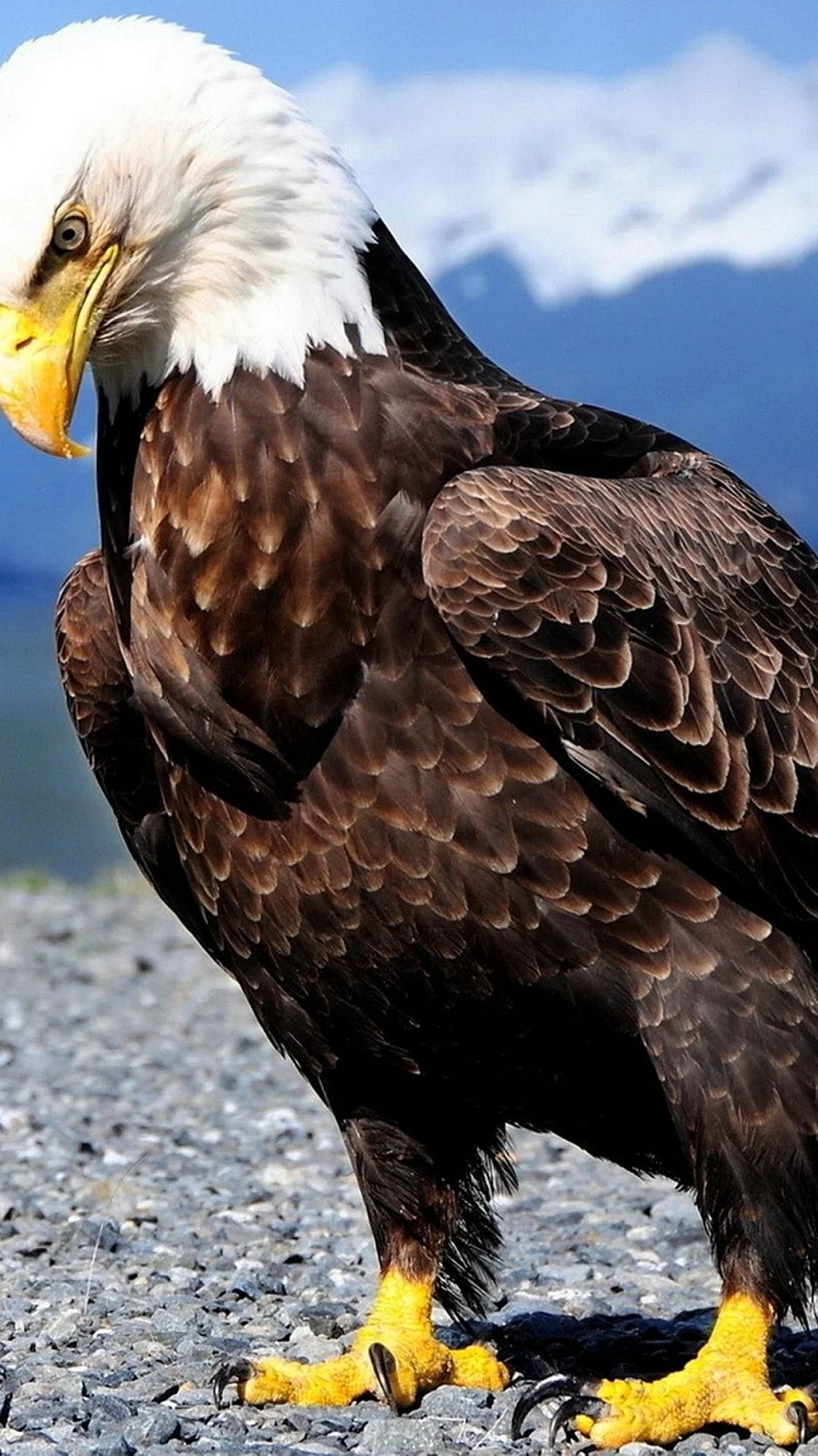 Eagle Wallpaper For iPhone