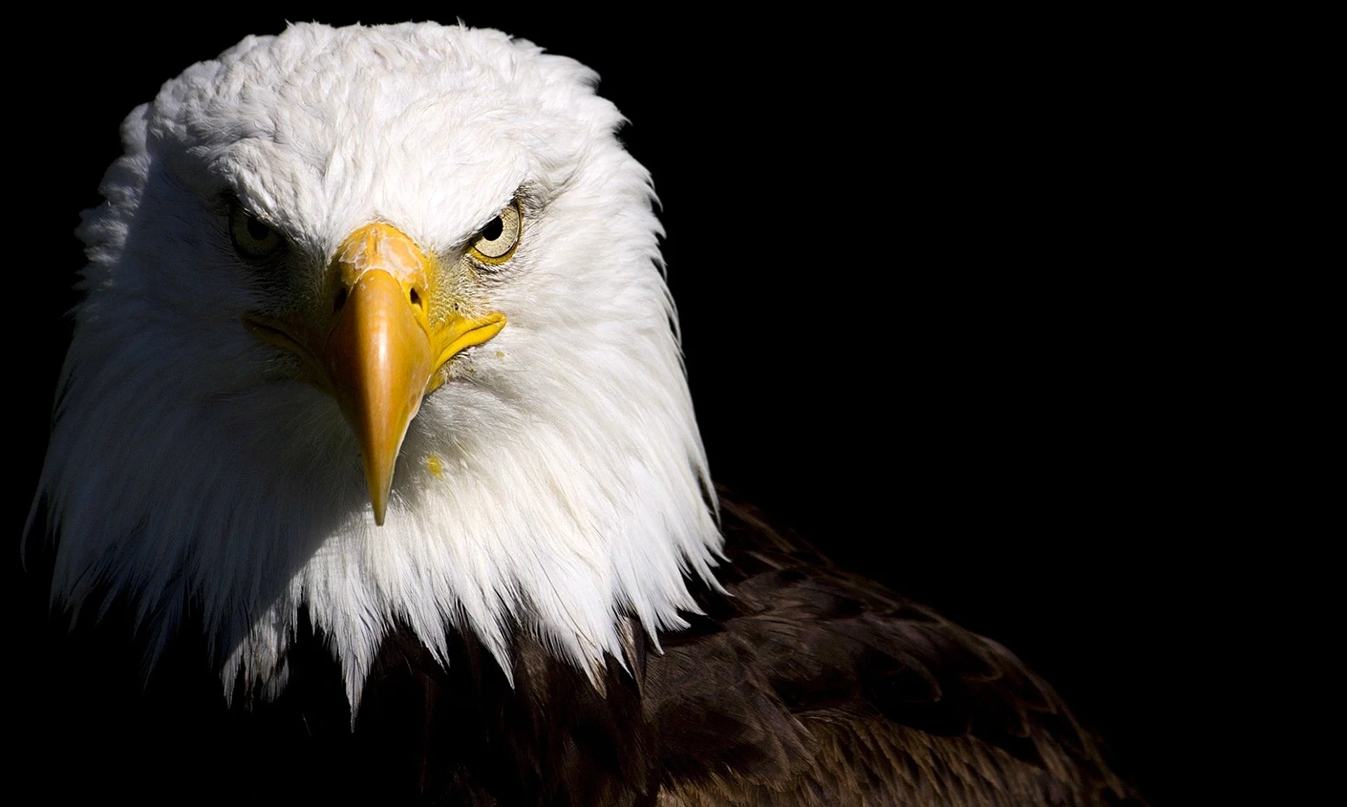 Eagle Wallpaper