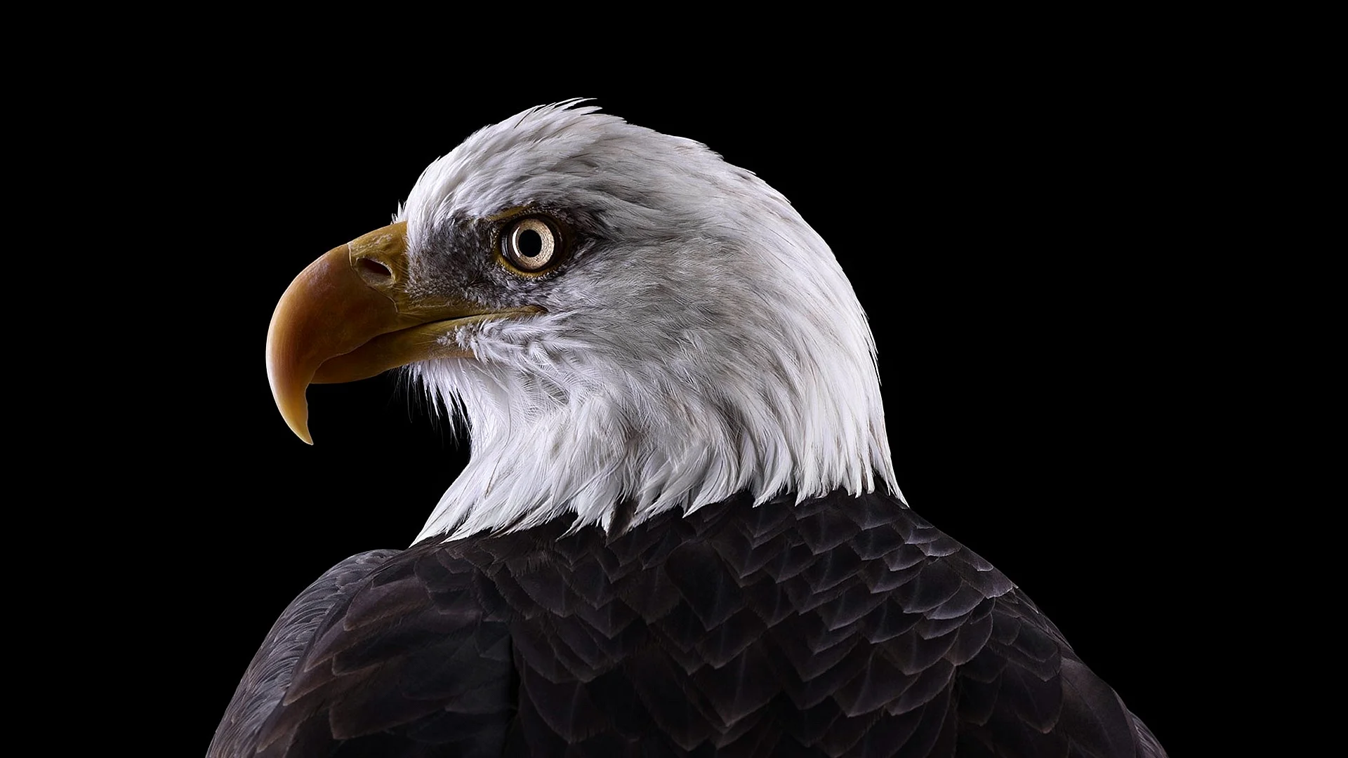 Eagle Wallpaper