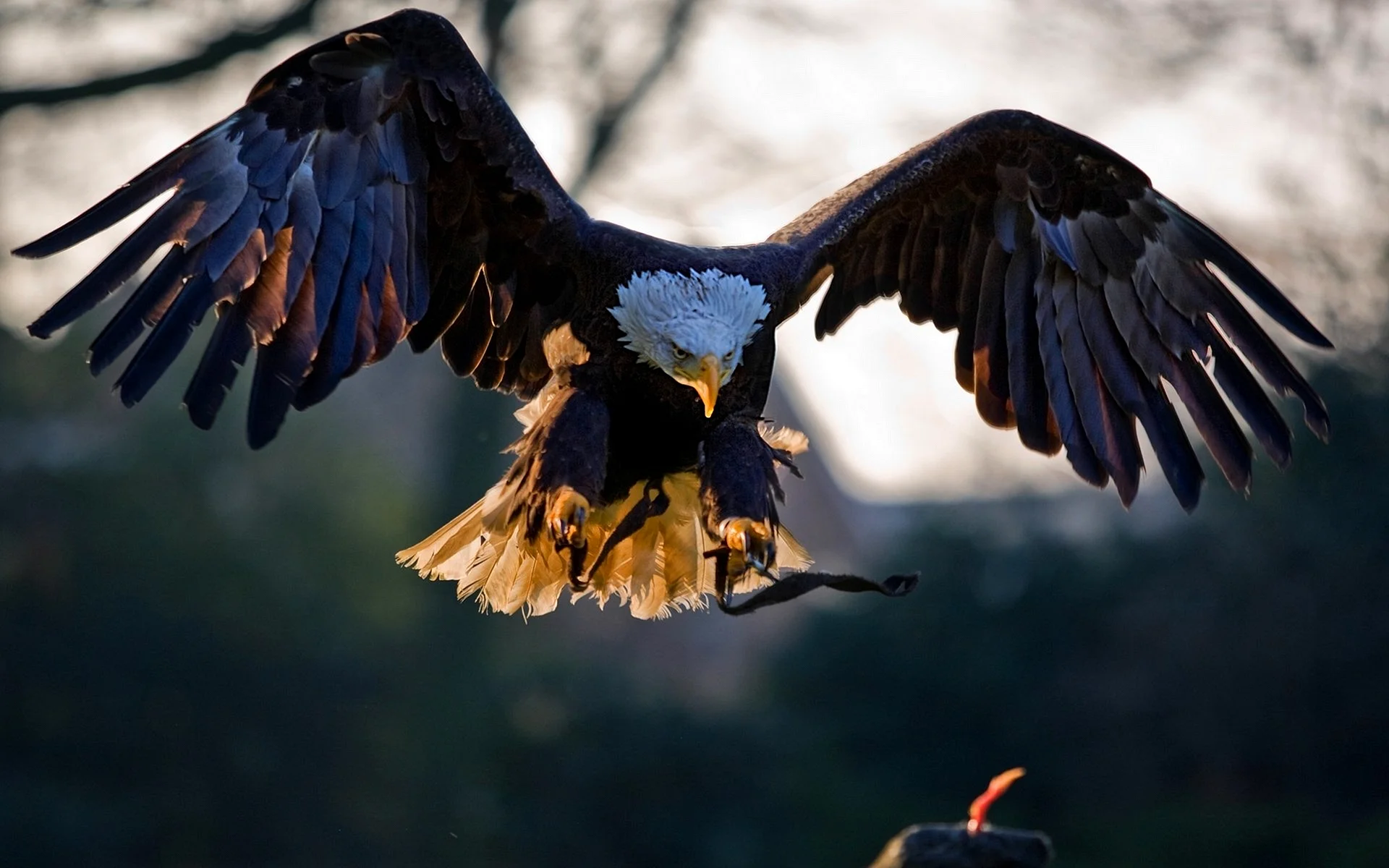 Eagle Wallpaper