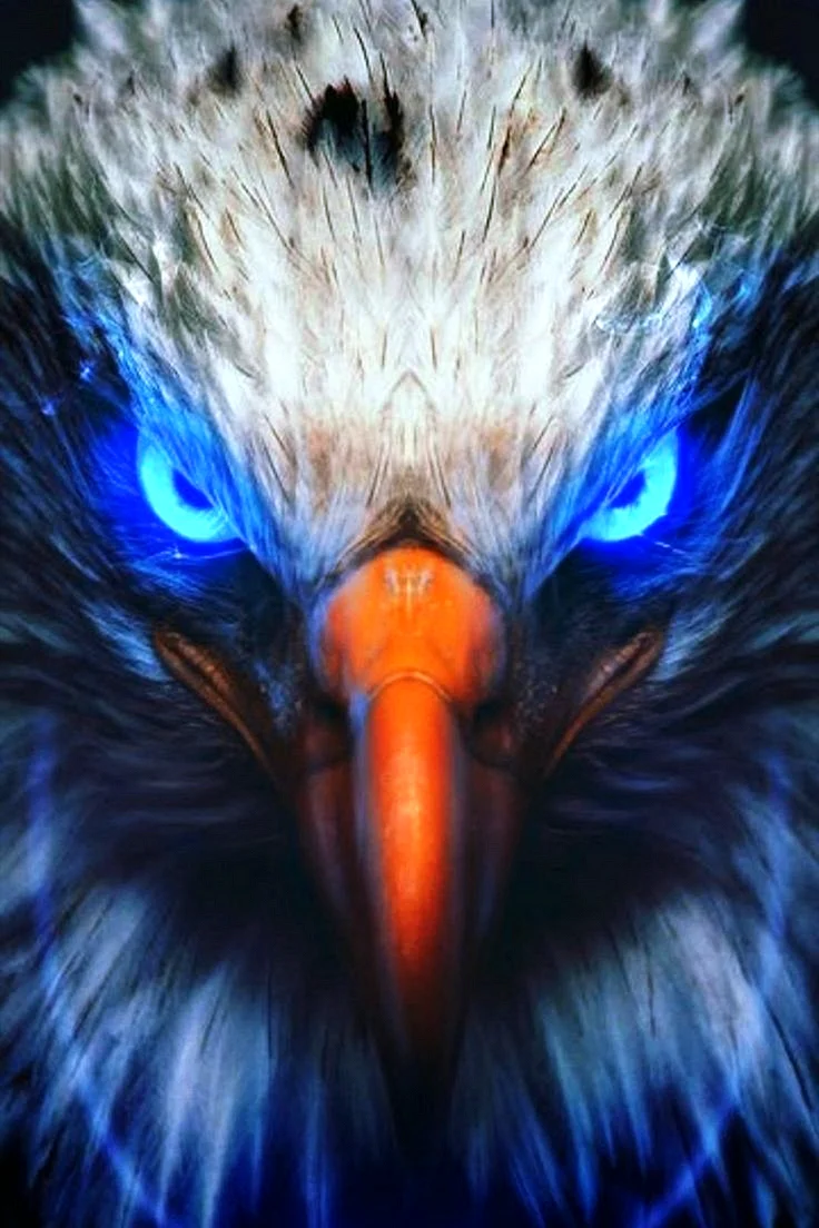Eagle Eye Wallpaper For iPhone