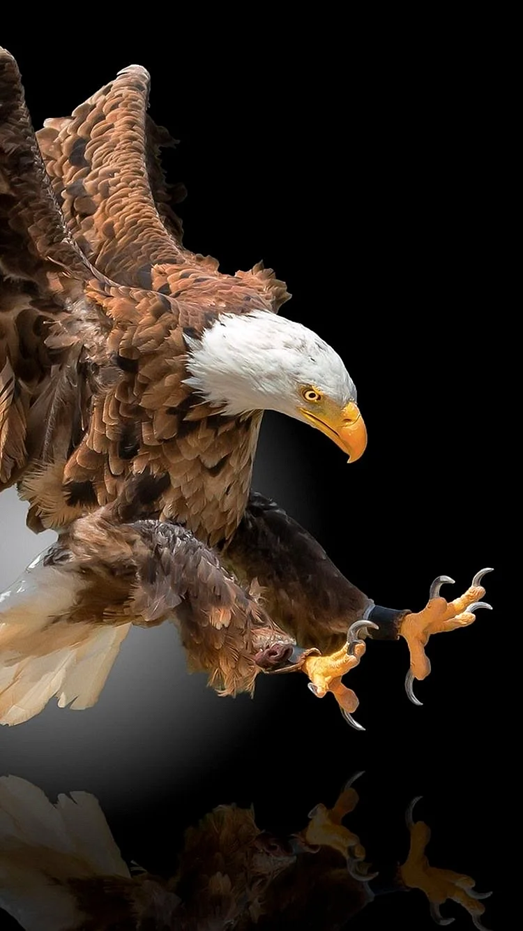 Eagle HD Wallpaper For iPhone