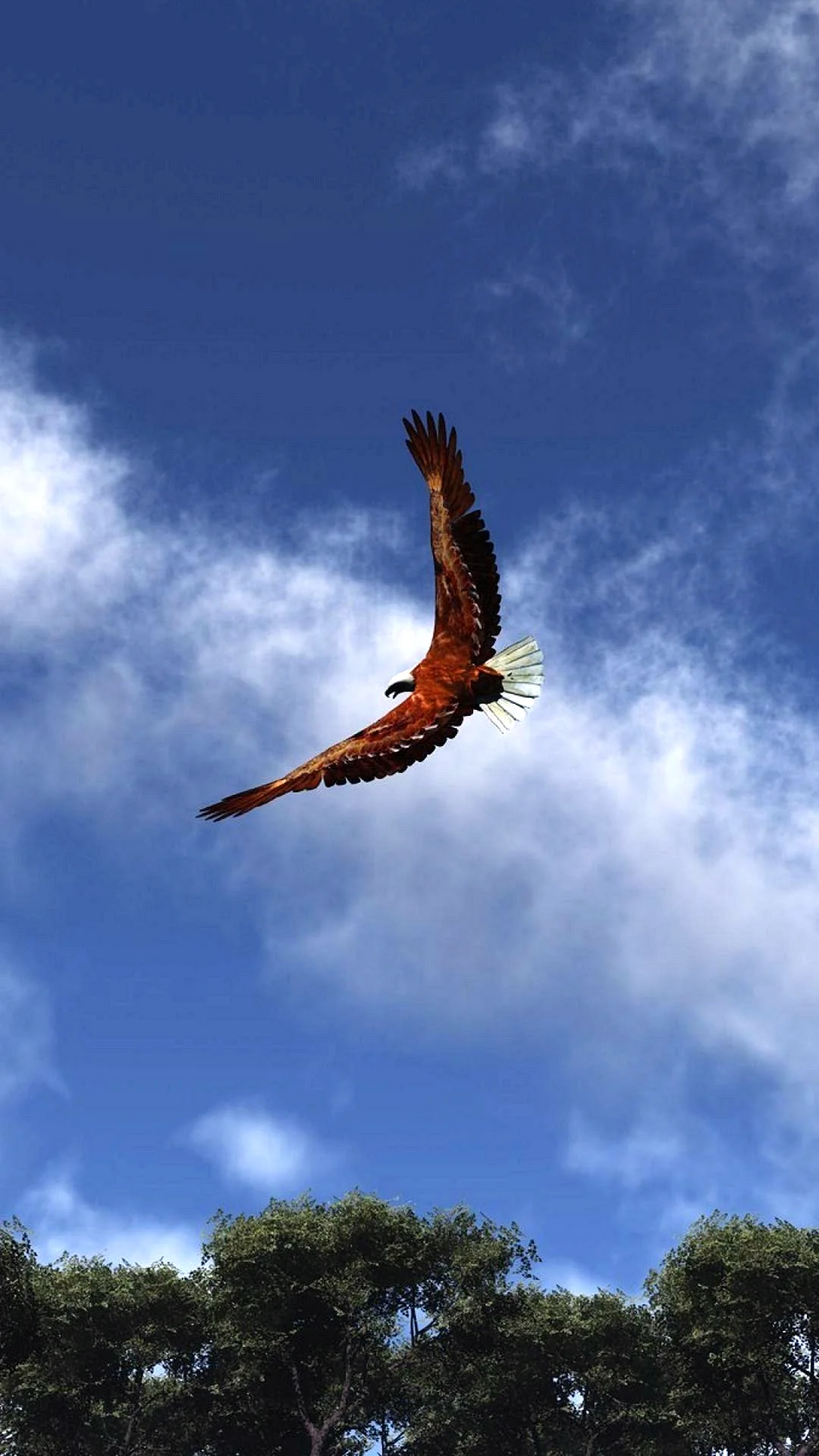 Eagle In The Sky Wallpaper For iPhone