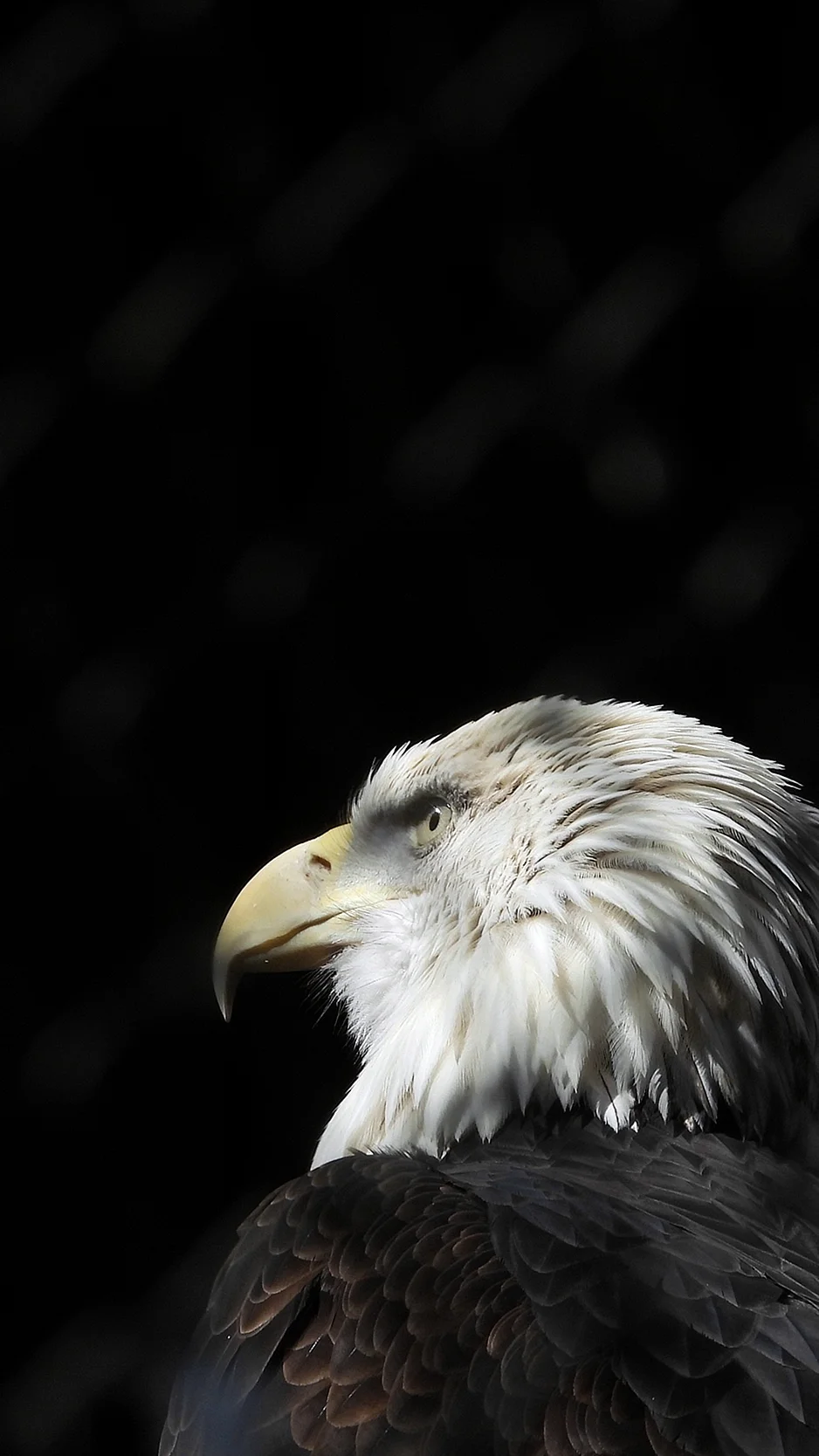 Eagle iPhone Wallpaper For iPhone
