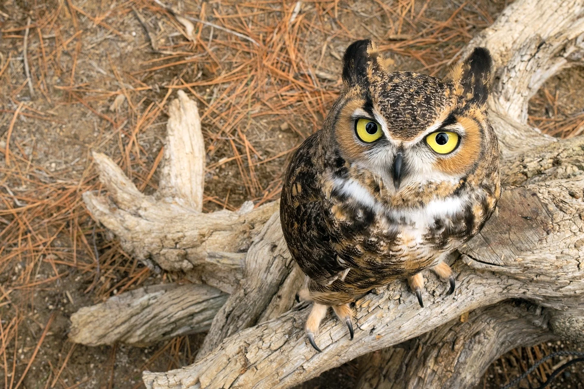 Eagle Owl Wallpaper