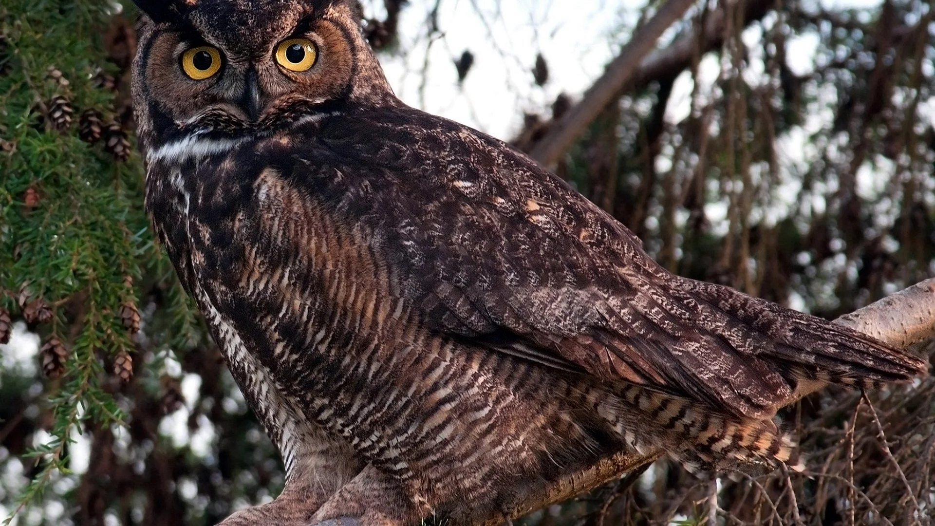 Eagle Owl Wallpaper