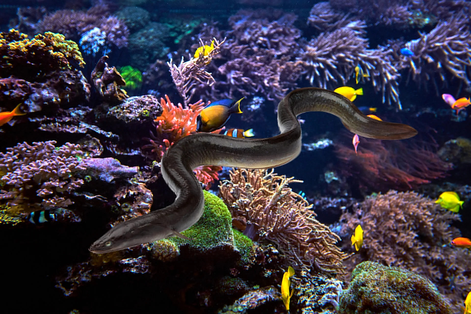 Electric Eel Wallpaper