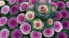 Embordary Cabbage Rose Wallpaper