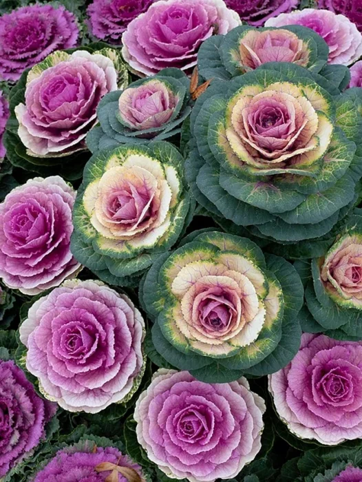 Embordary Cabbage Rose Wallpaper