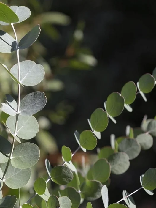 Eucalyptus Mannifera Wallpaper