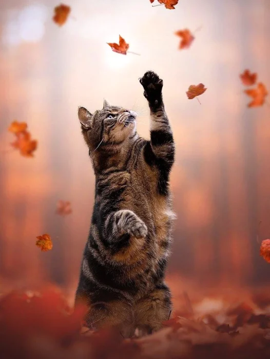 Fall Cat Wallpaper
