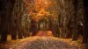 Fall Forrest Wallpaper