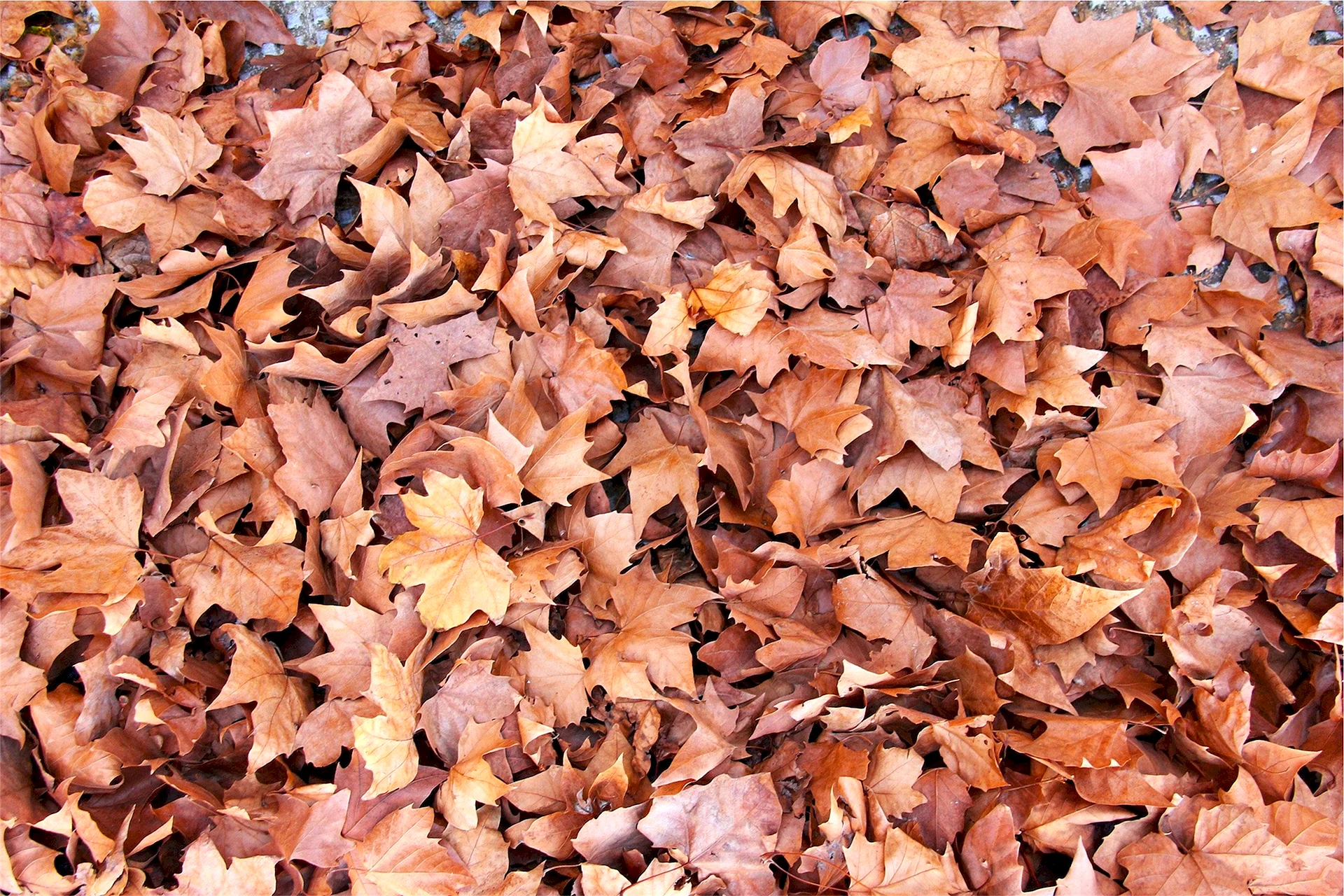 Falling leaves Wallpaper