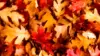Fall Maple Leaves Wallpaper