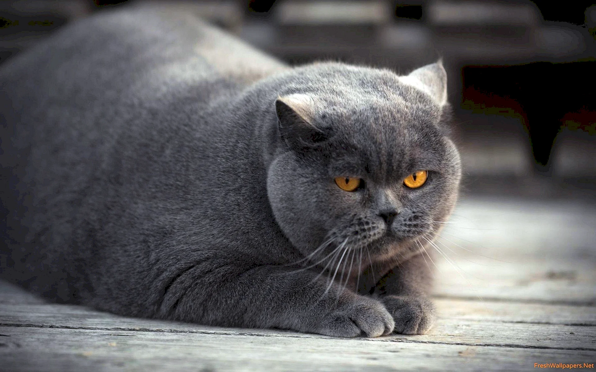 Fat Grey Cat Wallpaper