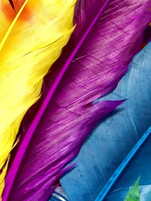Feather Wallpaper