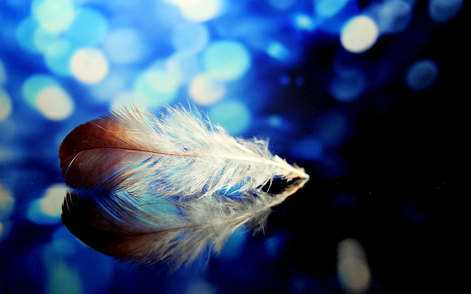 Feather Wallpaper