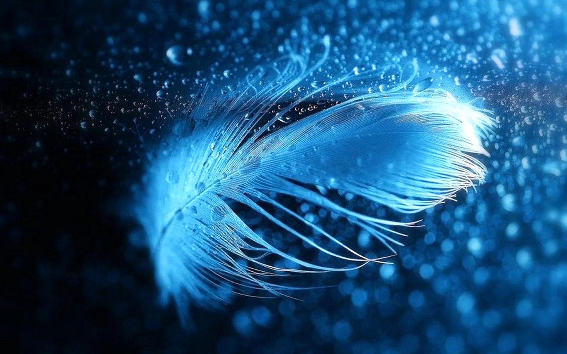 Feather Wallpaper