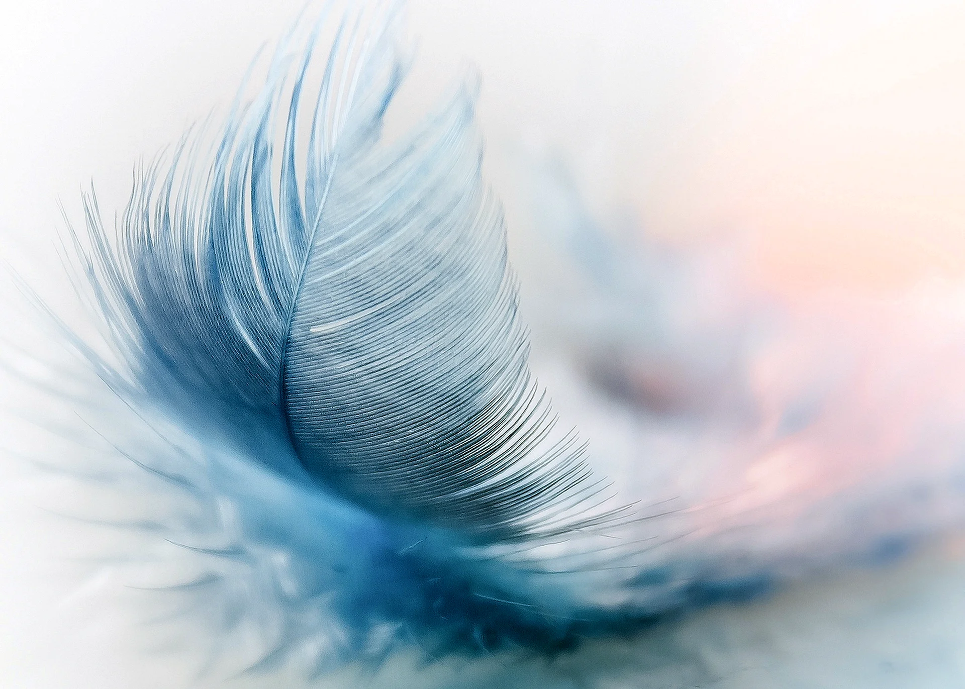 Feather Background Wallpaper