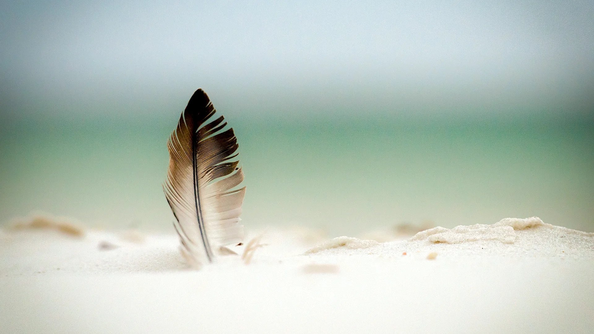 Feather Wallpaper