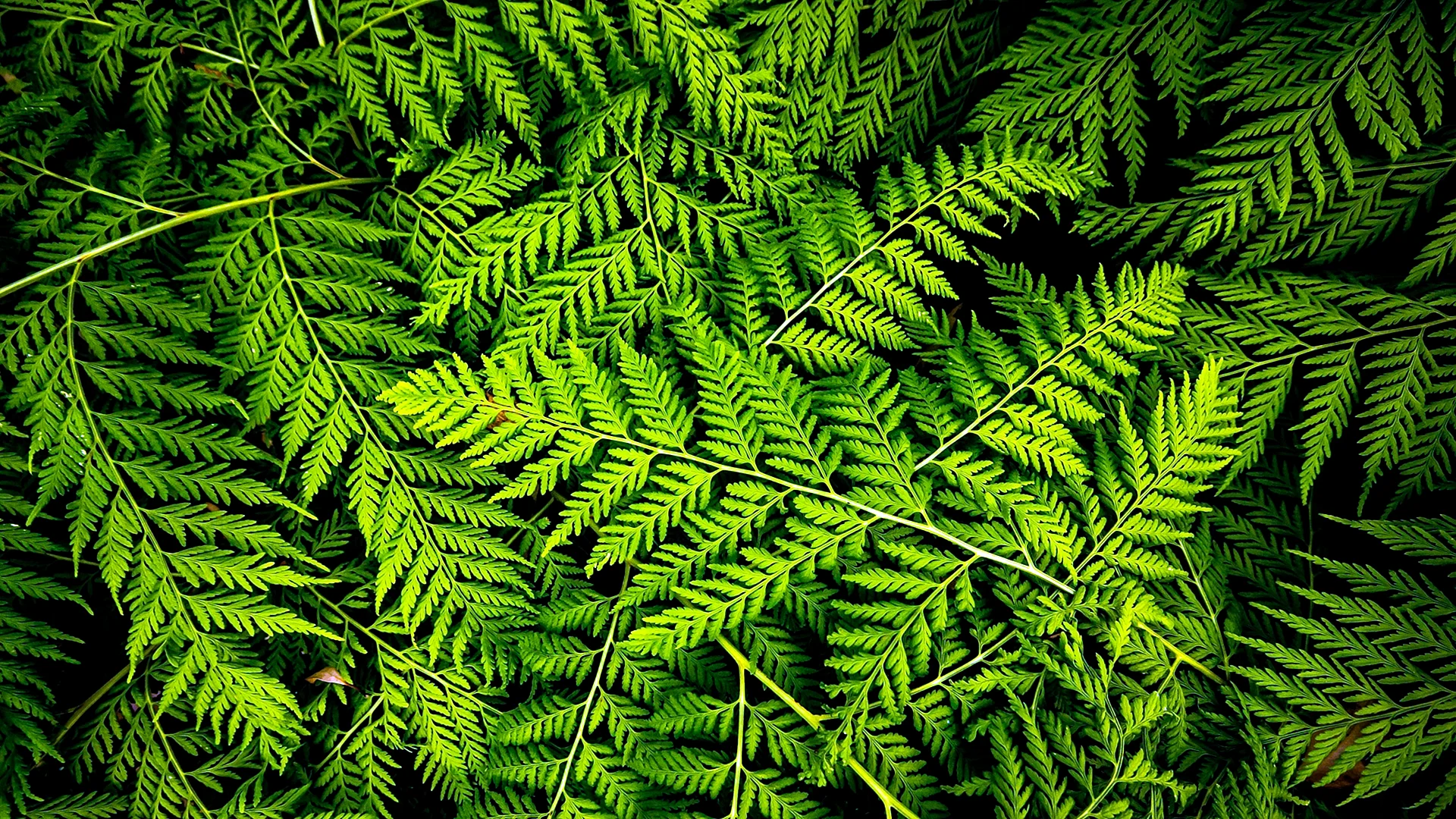 Fern Wallpaper