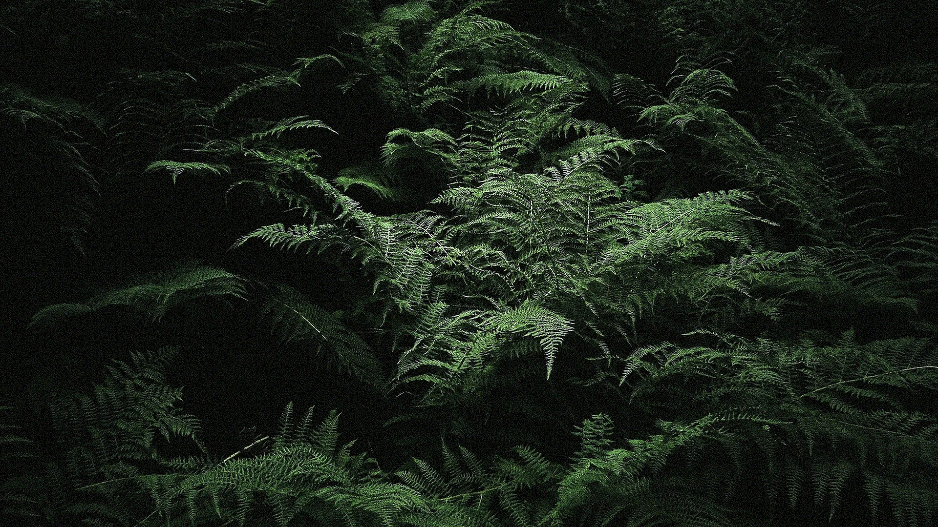 Fern Background Wallpaper