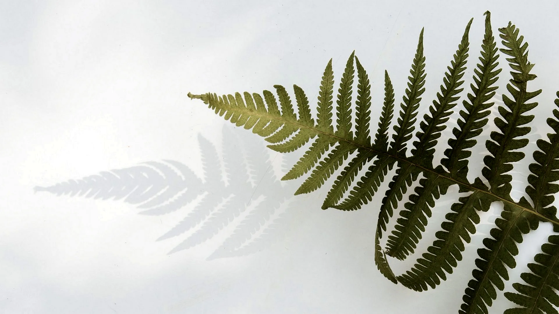 Fern Leave Wallpaper