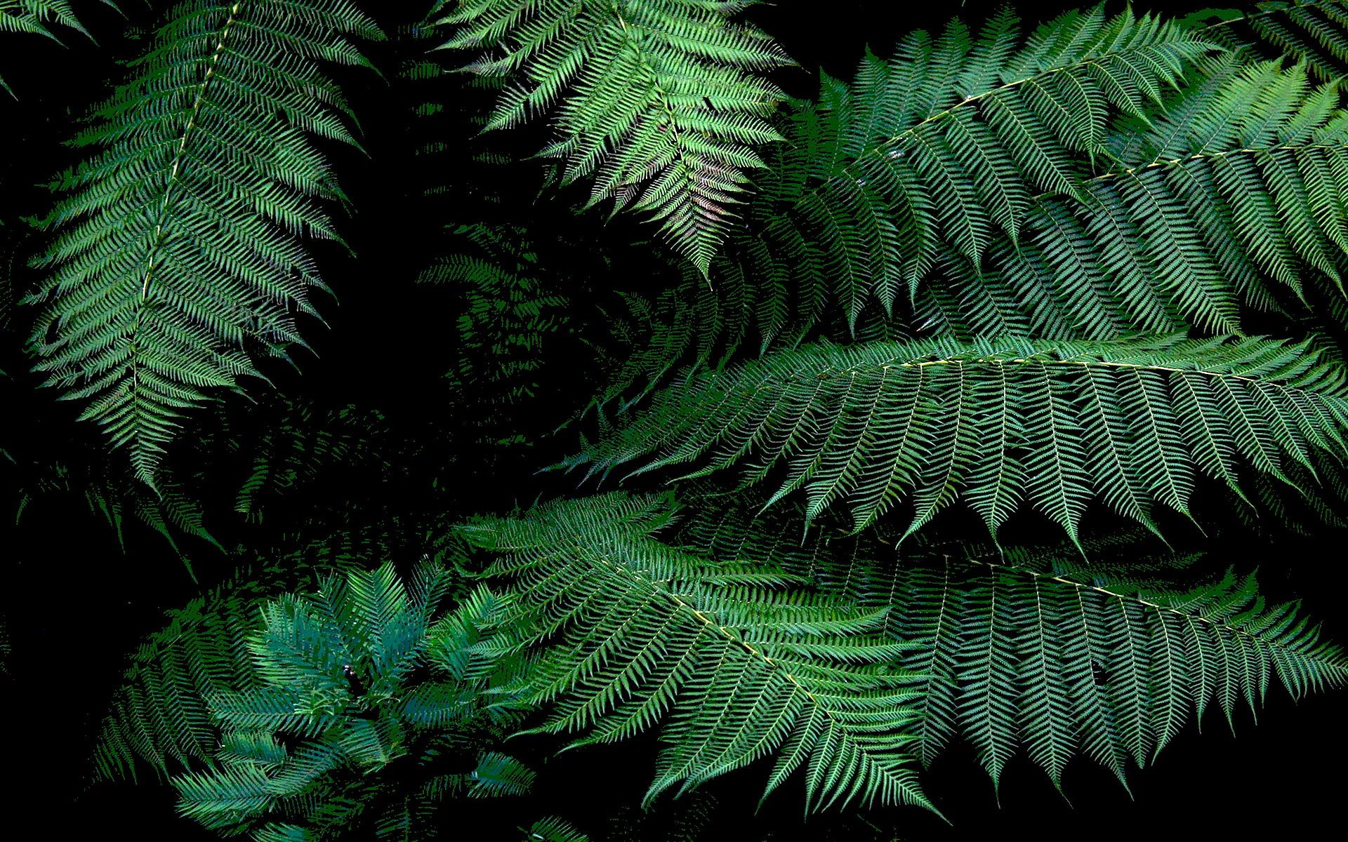 Fern Leaves Wallpaper