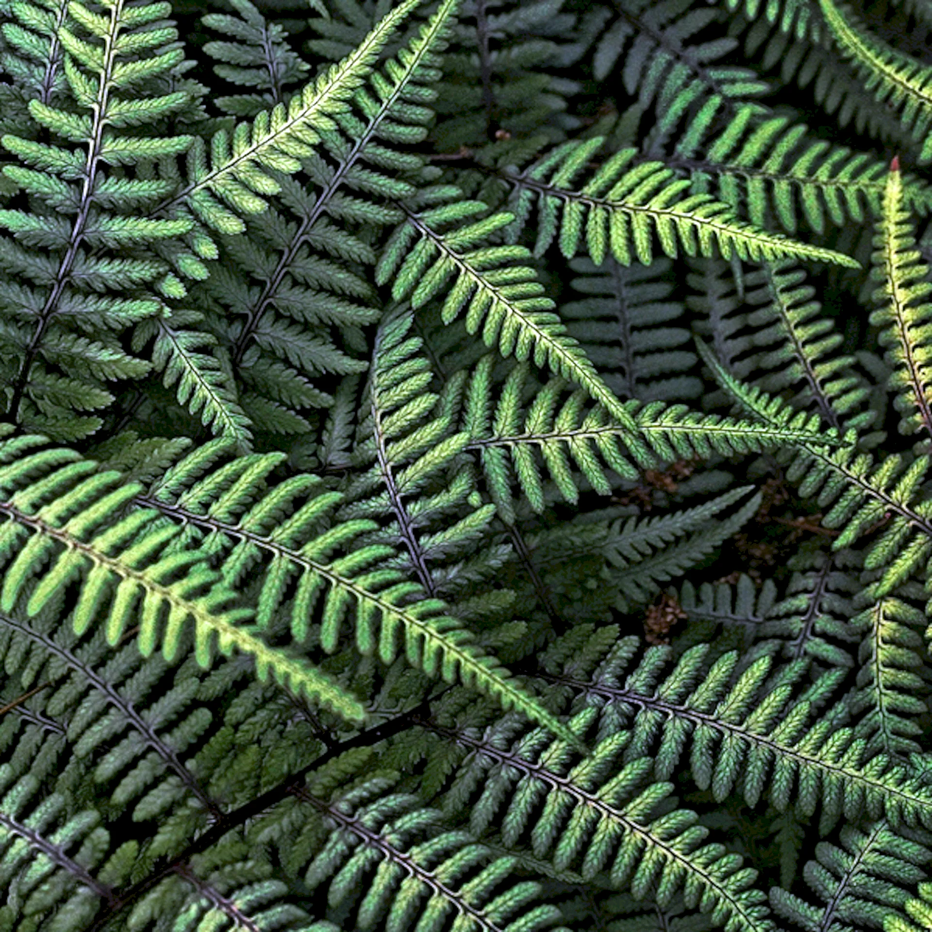 Fern Plant Wallpaper