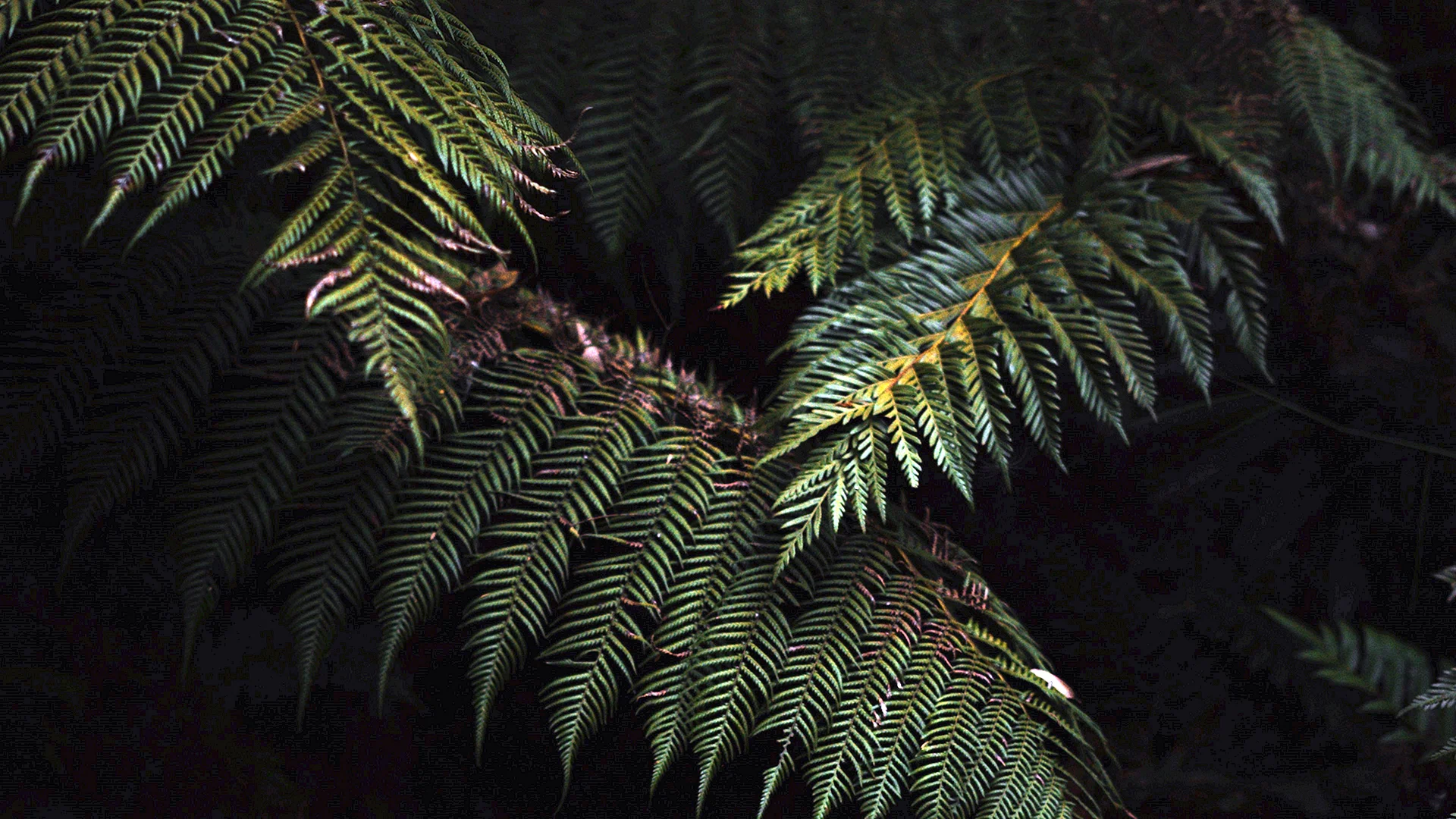 Fern Wallpaper Wallpaper