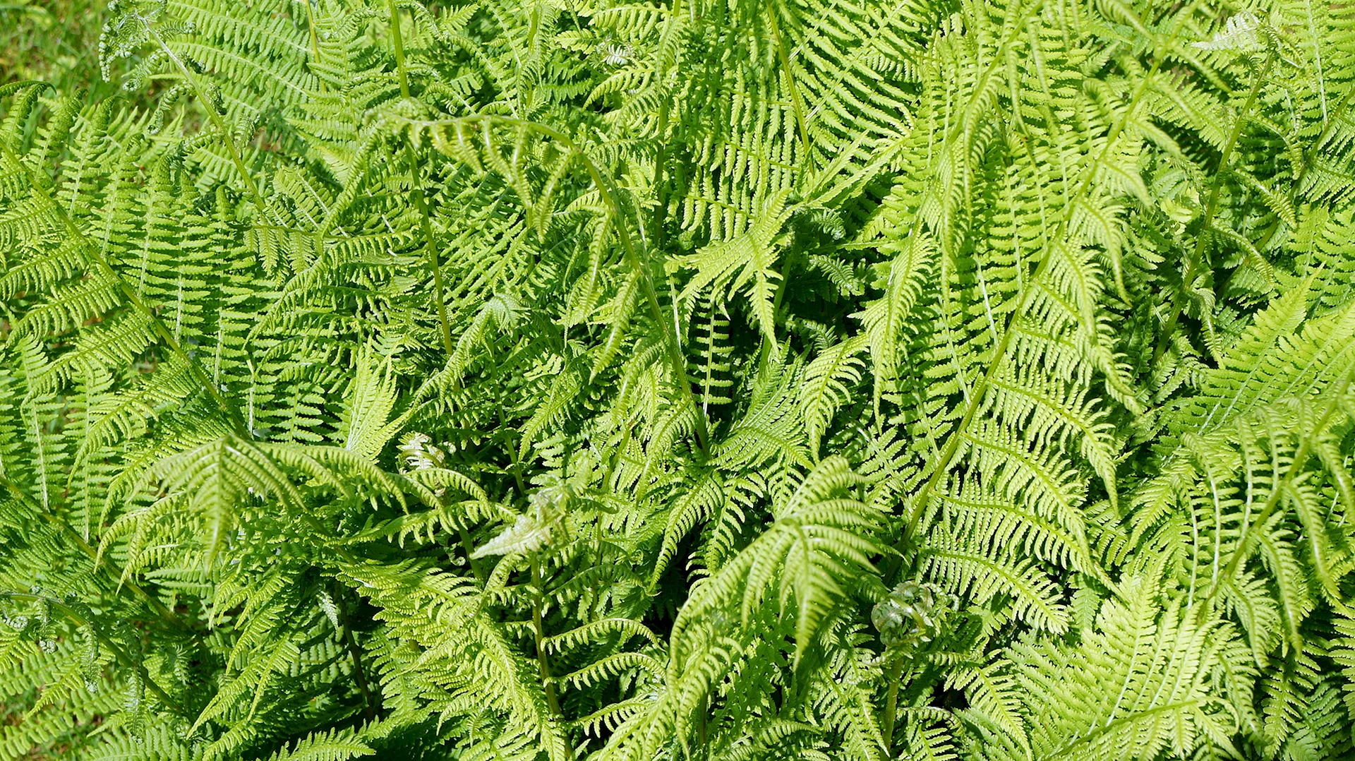 Fern_Smile19 Wallpaper