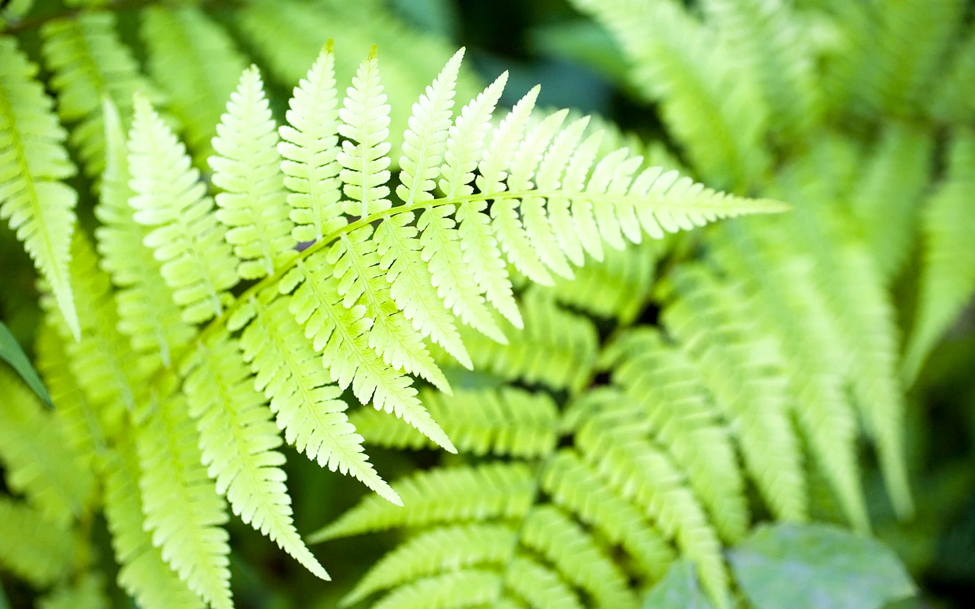 Ferns Wallpaper