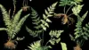 Ferns pattern Wallpaper