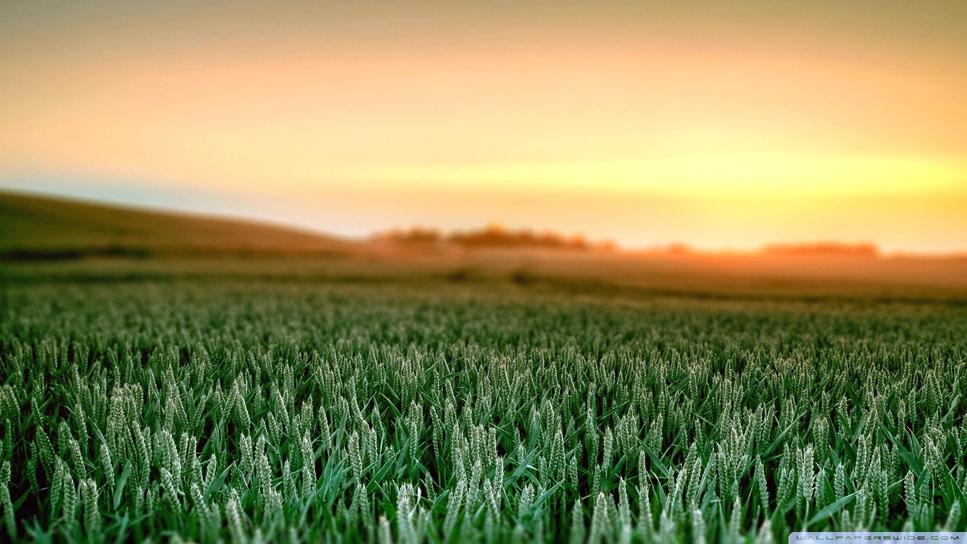 Field Wallpaper