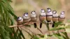 Finches Bird HD Wallpaper
