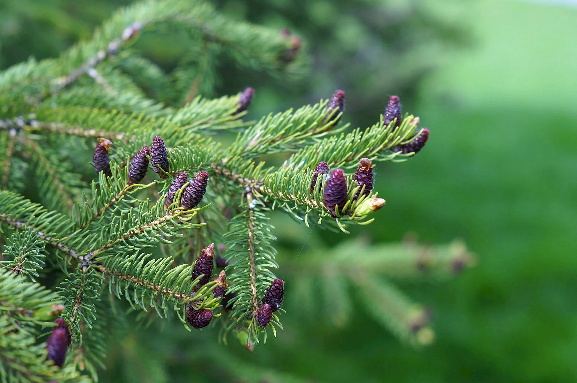 Fir Needles Wallpaper