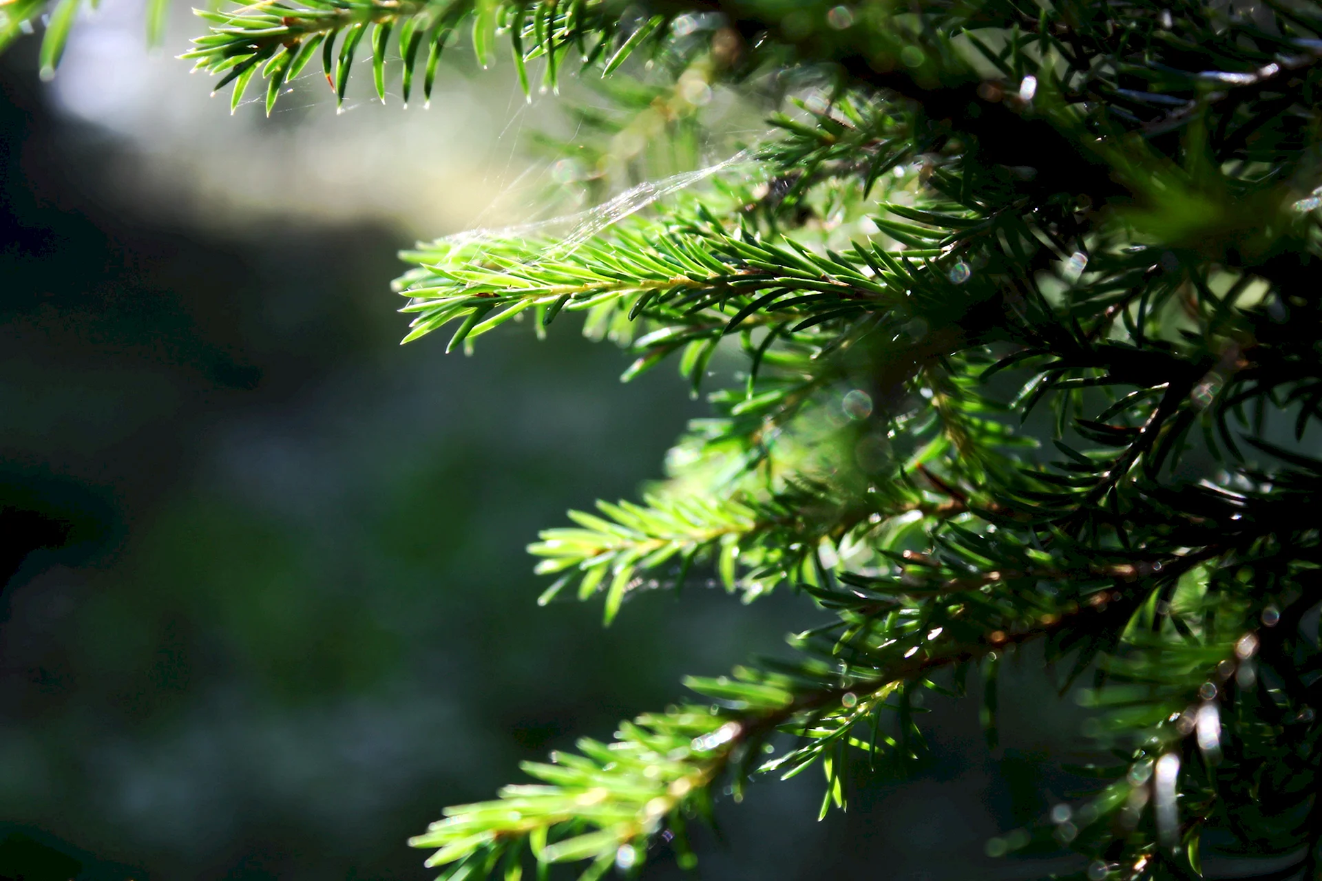 Fir Tree Wallpaper