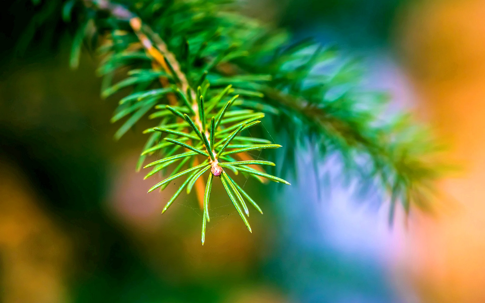 Fir Tree Branches Wallpaper