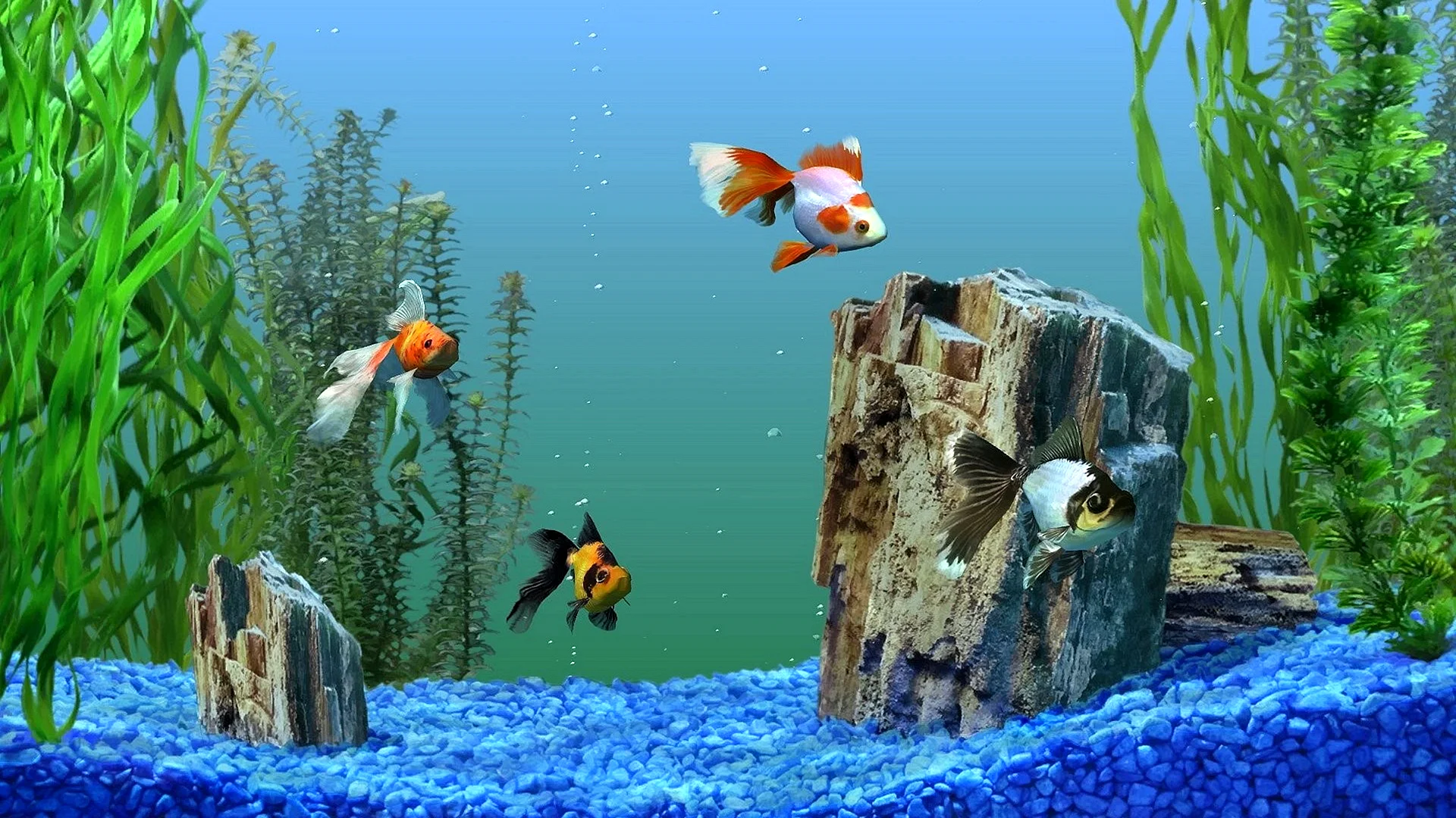 Fish Aquarium 3d Wallpaper