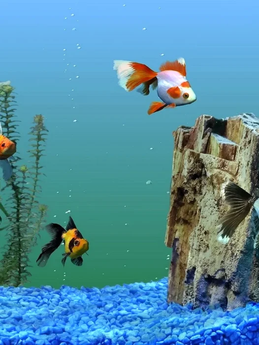 Fish Aquarium 3D Wallpaper
