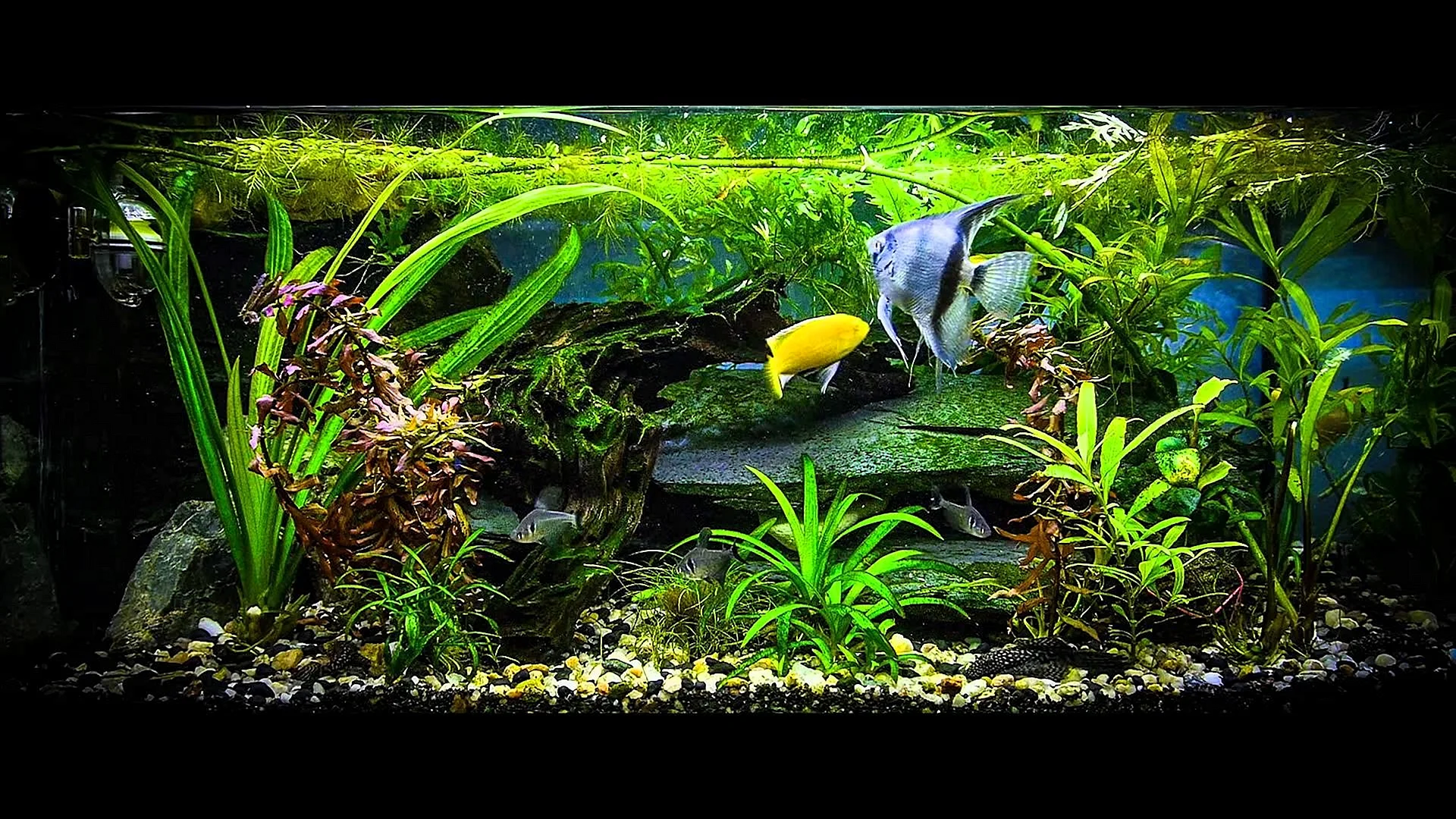 Fish Tank Wallpaper
