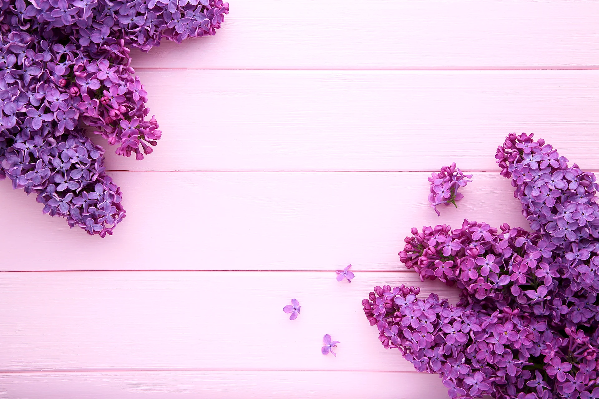Floral Violet Wallpaper