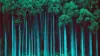 Floresta Eucalipto Wallpaper