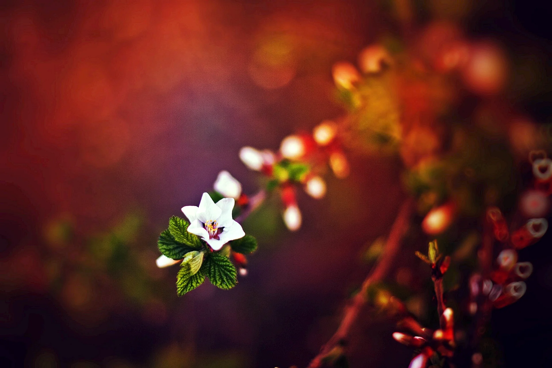 Flower Bokeh Wallpaper