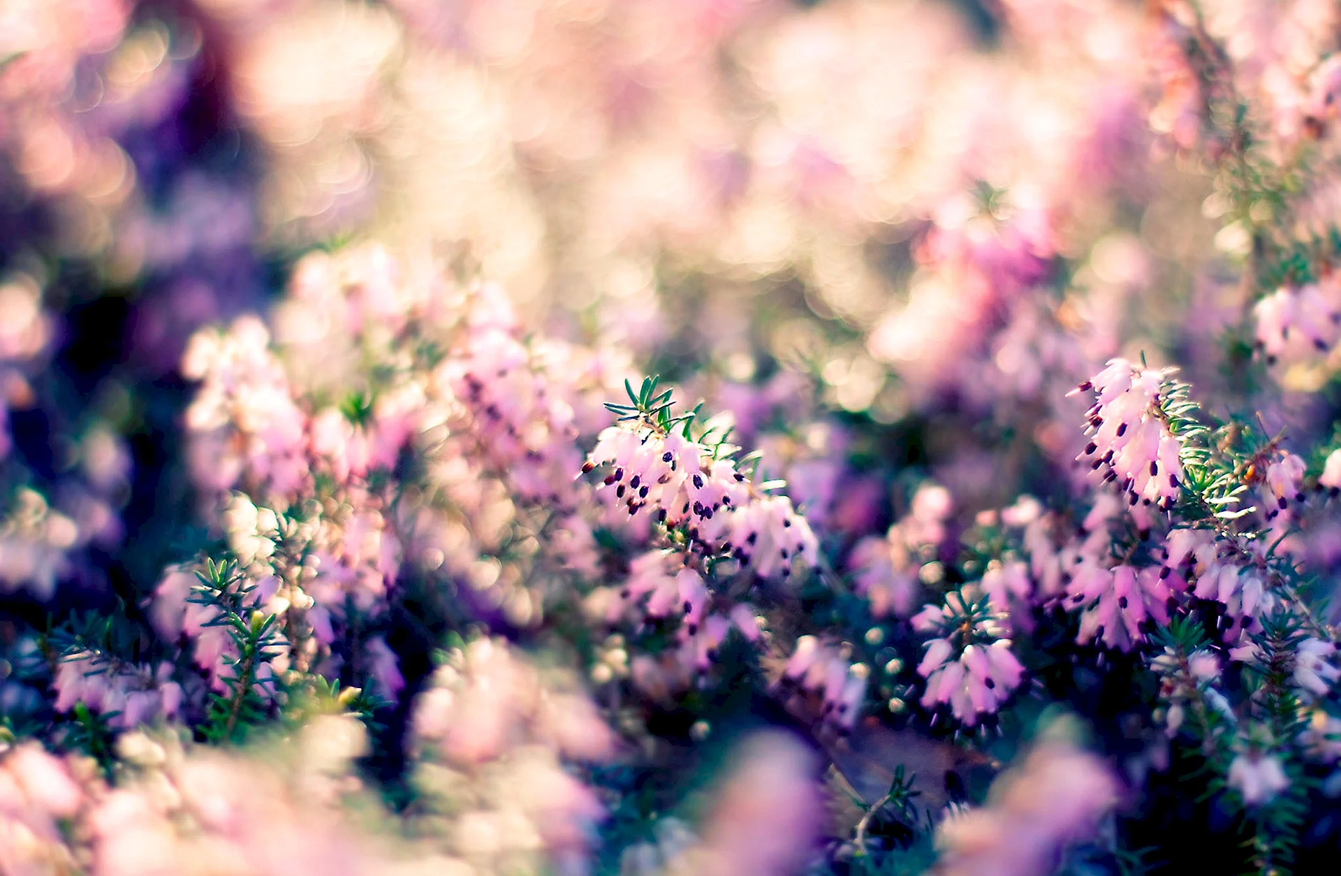 Flower Bokeh Wallpaper