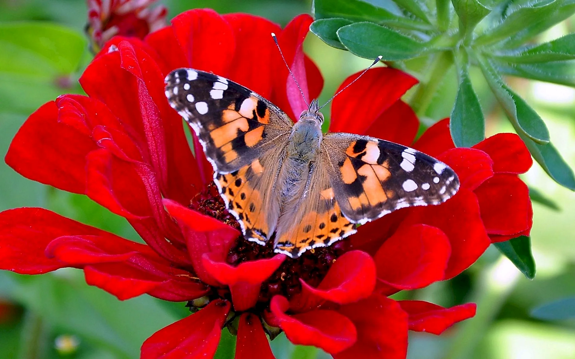 Flower Butterfly Wallpaper