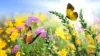 Flower Butterfly Garden Wallpaper