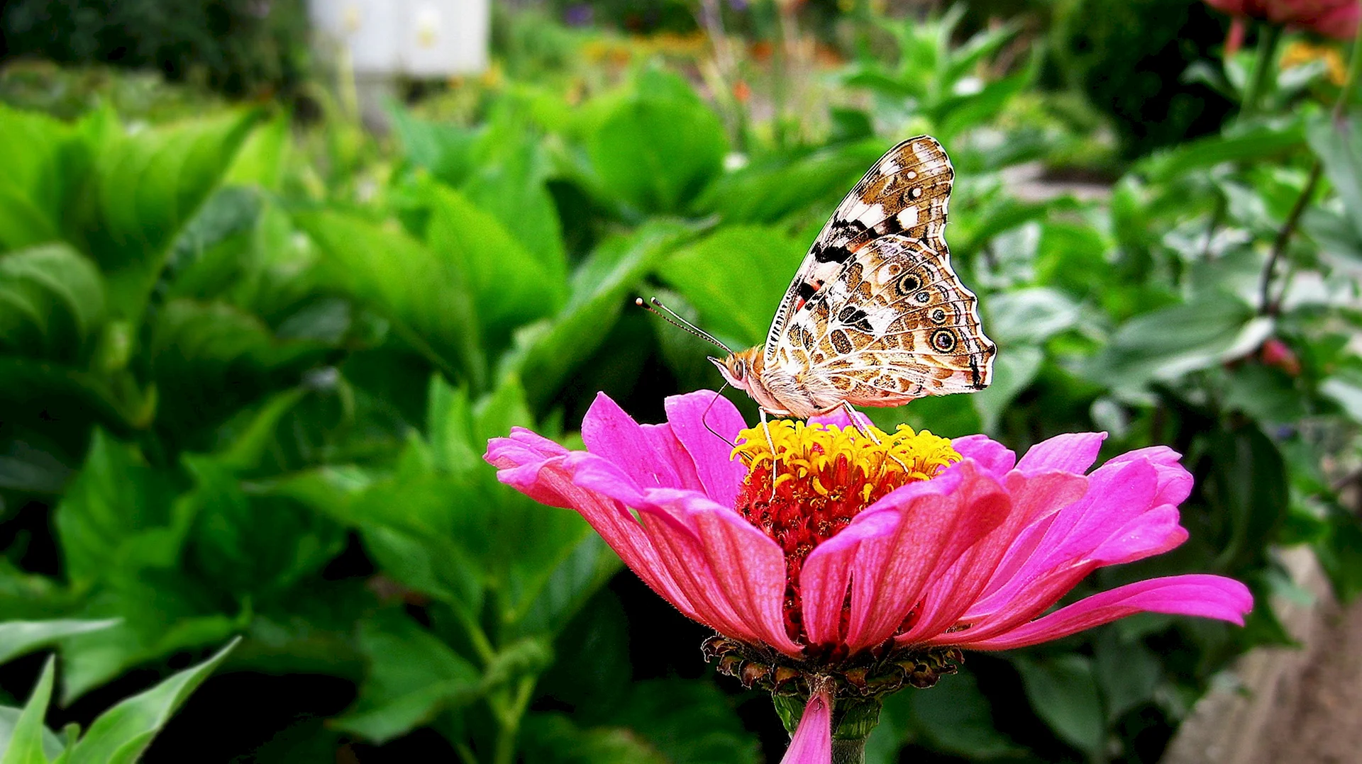 Flower Butterfly Garden Wallpaper