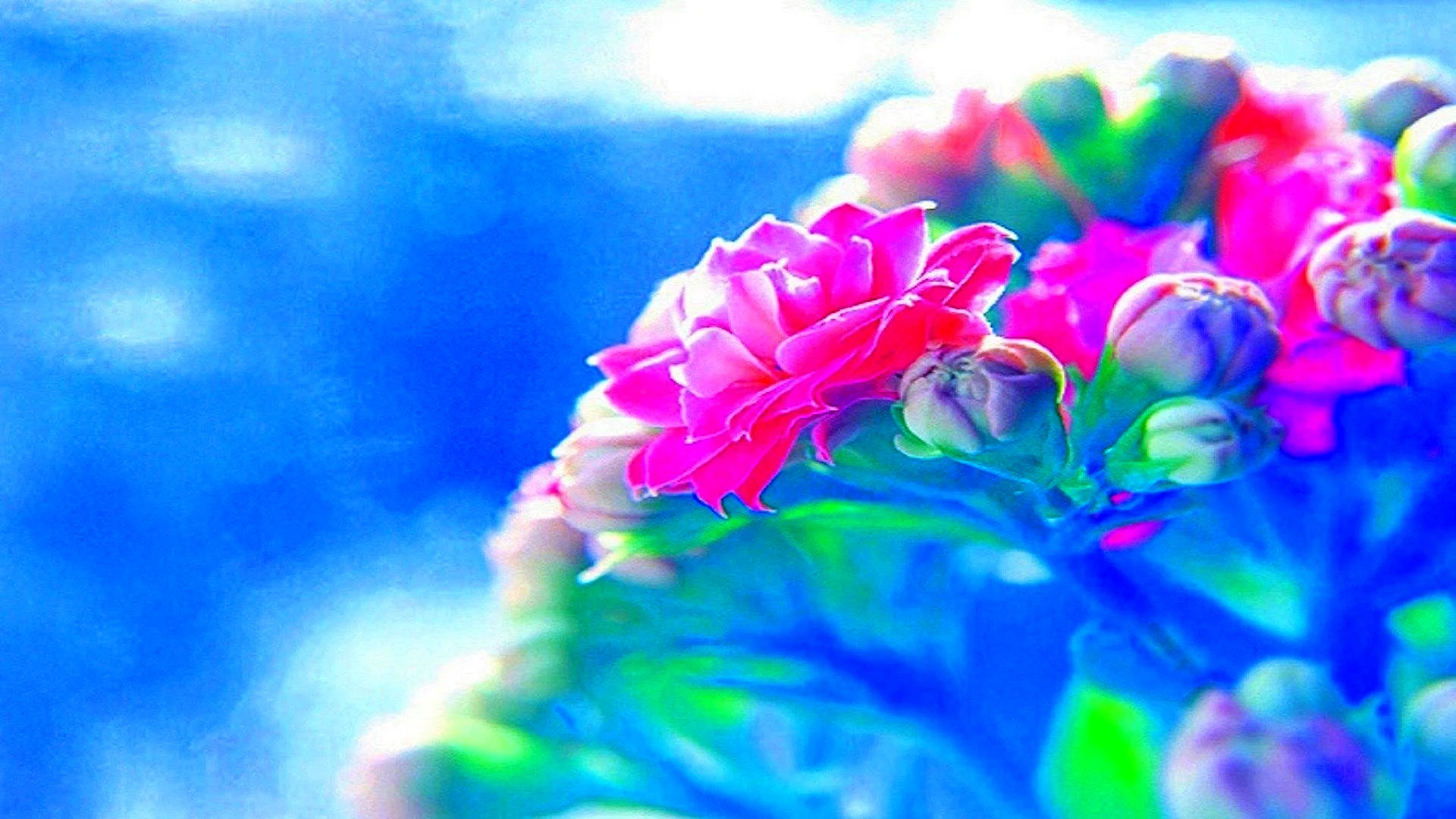 Flower Color Brightness Wallpaper